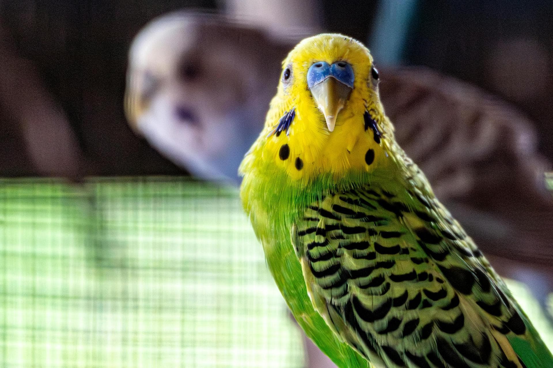 Best Vets in Ramsgate